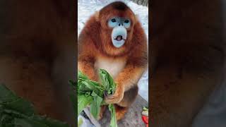 भारत भ्रमण New Monkey Video Beautiful Look like this store Travel Without Money Vlogs