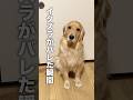 イタズラがバレだ瞬間にプルプル震える犬が、分かりやす過ぎました...【ゴールデンレトリバー・ボーダーコリー】#shorts