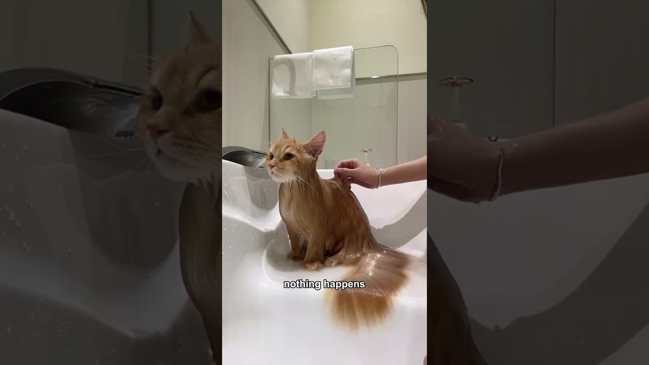 This is orange rock #shorts #cat #funny