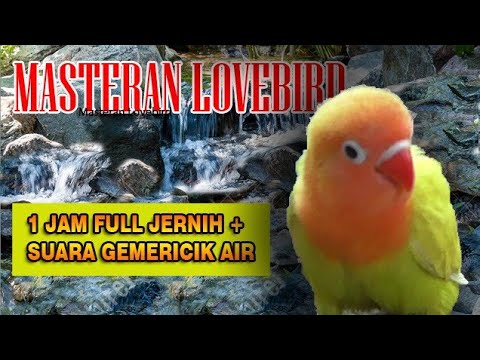 Terapi Suara Air dan LoveBird Ngetik