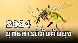 โรงงานผลิตยุง 5 พันล้านตัว! ไอเดียสุดเจ๋งเพื่อกำจัดยุงพาหะโรค