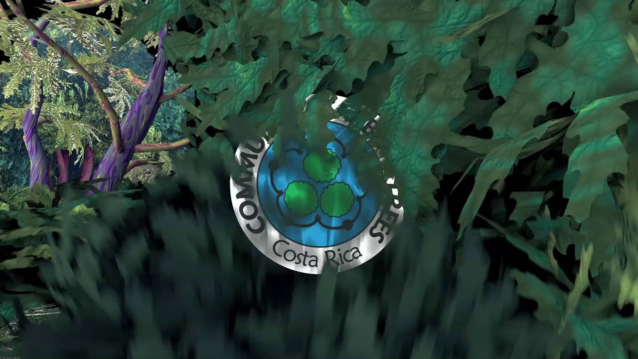 ACCT Success, Anteater in Ceiba Tree planted in 2009 - ACCT Costa Rica