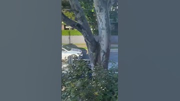 Nswpf responding code red