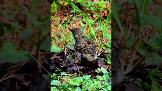 Burung Joget Lucu Banget