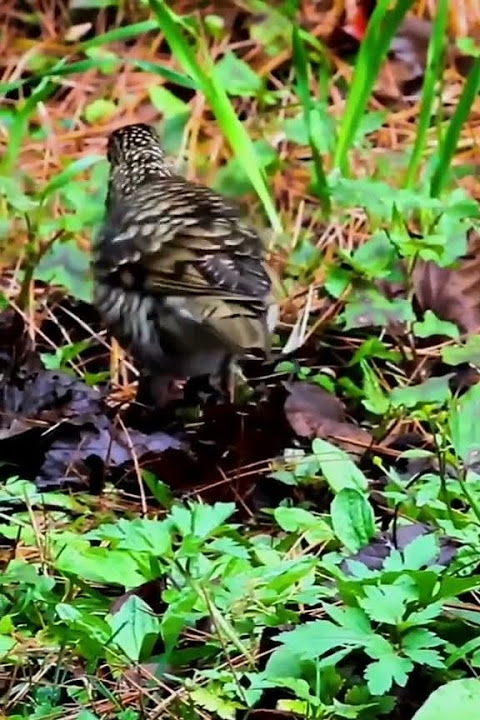 Burung Joget Lucu Banget