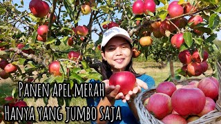 Download Lagu PANEN APEL MERAH HANYA YANG JUMBO SAJA BUAT IPAR BULE || APEL MERAH TERISTIMEWA MP3 Download Lagu PANEN APEL MERAH HANYA YANG JUMBO SAJA BUAT IPAR BULE || APEL MERAH TERISTIMEWA MP3