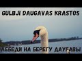 Лебеди на берегу Даугавы I Gulbji Daugavas krastos I 2021
