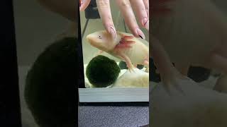 Когда менять воду аксолотлю 🤔 #аксолотль #axolotl