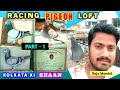 Racing pigeon loft  in  kolkata   homer kabootar   raja mondal calcutta racing pigeon