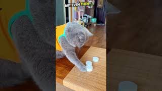 This Cat Cant Be Fooled