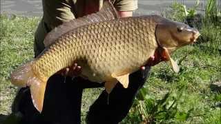 Common European Carp Cyprinus Carpio - 2013-05-05