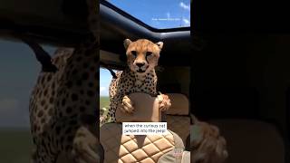 Cheetah Looks Over Frightened Man's Shoulder #shorts