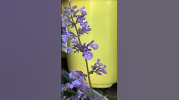Lowe’s®️Walkers Low Catmint #gardening #gardening #shorts