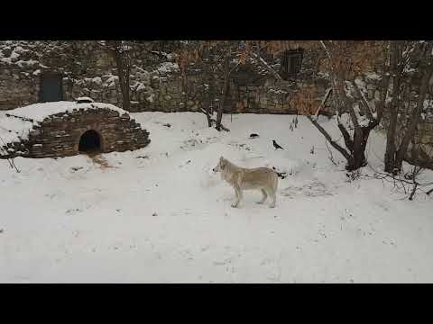 Tundra wolves and their enclosure