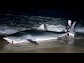 Landbased Shark Fishing Ep 2 BIG Tiger Sharks