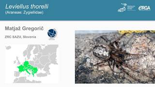 Community-Driven Reference Genomes: Getting to Know Leviellus thorelli