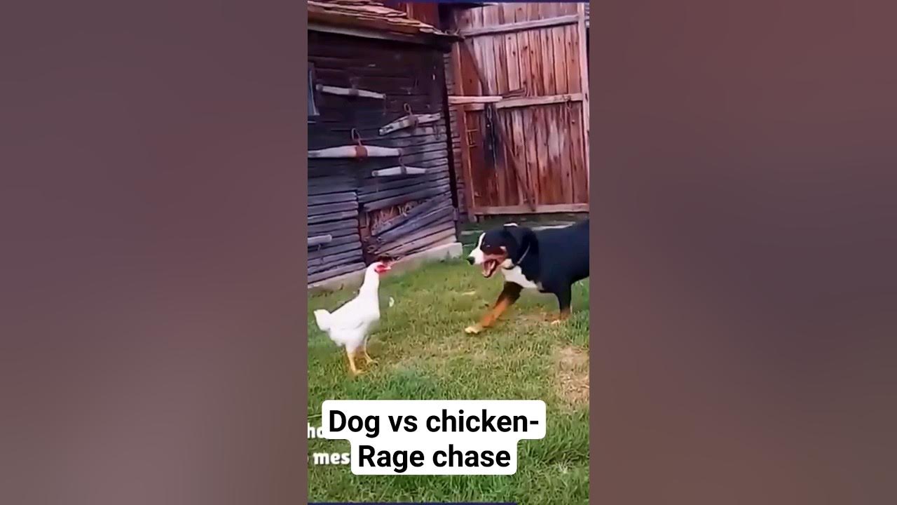 Dog vs chicken Rage chase😄 beautiful YouTube