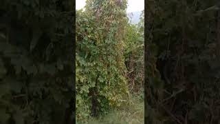 Beautiful View of Buner || Beauty of Buner || #viralvideo #duet #video #foryou #viral