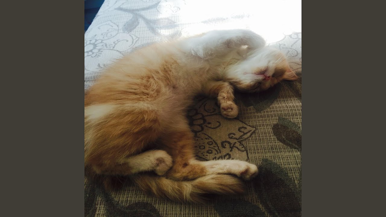 Mira 心花怒放 en YouTube Mira 心花怒放 en YouTube