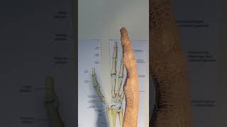 손가락을 만들다~