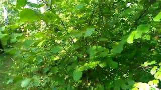 Russian forest with sound of the leaves