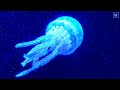 🎵 Amazing Jellyfish swimming underwater - pretty ocean creatures - relaxing ocean sounds