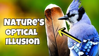 Download Lagu Hoe de natuur je voor de gek hield door te denken dat blauwe gaaien blauw zijn MP3 Download Lagu Hoe de natuur je voor de gek hield door te denken dat blauwe gaaien blauw zijn MP3