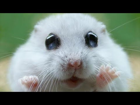 hamster-as-pets-know-the-facts-in-tamil