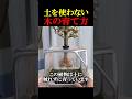 土を使わない木の育て方