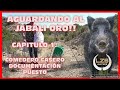 AGUARDANDO AL JABALI ORO. CAPÍTULO 1. COMEDERO CASERO, PUESTO Y DOCUMENTACIÓN. ABRIL 2019