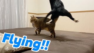 【面白い猫】ねこじゃらしで遊ぶ猫がどんくさすぎた flying cat【Twitter】