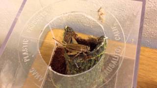 Poecilotheria Ornata Fringed Ornamental