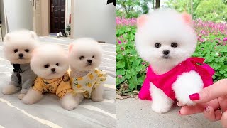 Funny and Cute Dog Pomeranian 😍🐶| Funny Puppy Videos #222 by PiPe Cute 384 views 2 years ago 9 minutes, 10 seconds