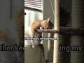 really needed that battle pas🤣🤣 #cat #funny