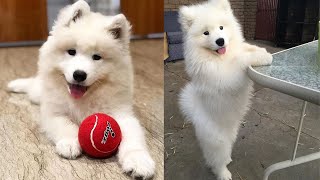 Cute & Funny Samoyeds Video Compilation 4K #16