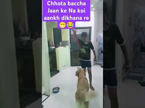 Chhota baccha Jaan ke Na koi aankh dikhana re 😂#doglover #pets #goldenretriever