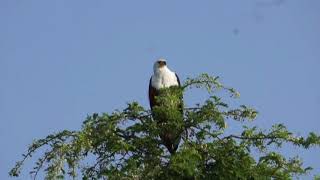 African Fish Eagle ( Uganda)