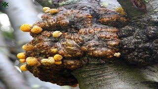 Bitkiler Kanser Olur Mu?