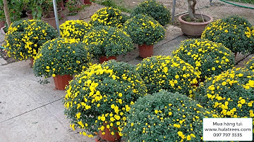 Bán buôn cúc mâm xôi chơi TẾT 0977973535