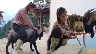 Rescue goats stuck in bamboo bushes  - ha thi muon