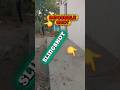 Impossible Shot Slingshot Target shooting #shortvideo #shortsfeed #slingshot
