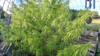 Sativa Stroll 10/18/26