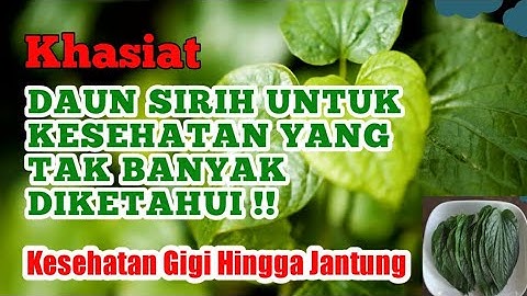 Khasiat Daun Sirih Untuk Kesehatan @sehaterus