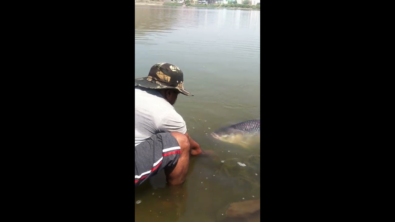 Catching 35.5 kg katla fish in pune