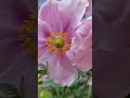 La delicadeza de una flor rosada. Anémona del Japón