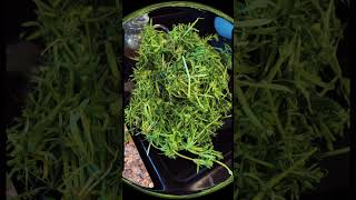 The powerhouse of purification: Cleavers! #selfsufficiency #Cleavers #herbalremedies #herbalism