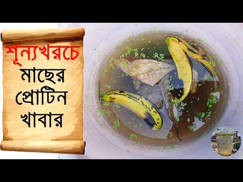 ভিডিও: কেন Daphnia পরীক্ষার জন্য ভাল?