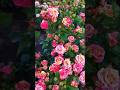 Beautiful rosé garden// mixed colours of rosé// rose flowers (6/4)