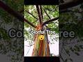 Rainbow Eucalyptus – Nature’s Most Colorful Tree 🌳 #facts #shorts