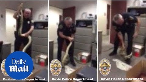 Check out this 11-foot python caught by Davie Police - Daily Mail